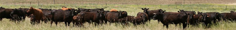 Wagyu Argentina S.A.