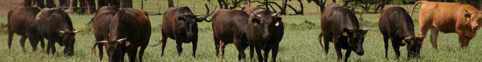 Wagyu Argentina S.A.